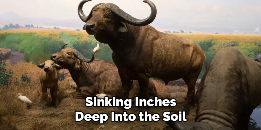 Sinking Inches Deep Into the Soil