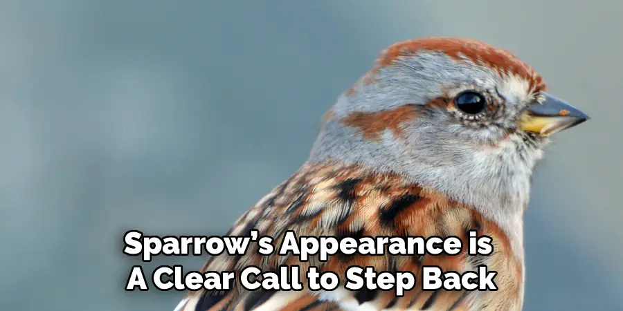 Sparrow’s Appearance is 
A Clear Call to Step Back