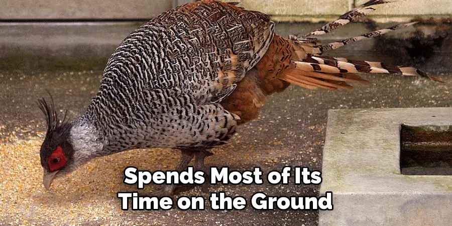 Spends Most of Its
Time on the Ground