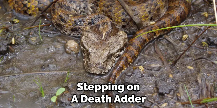Stepping on a Death Adder