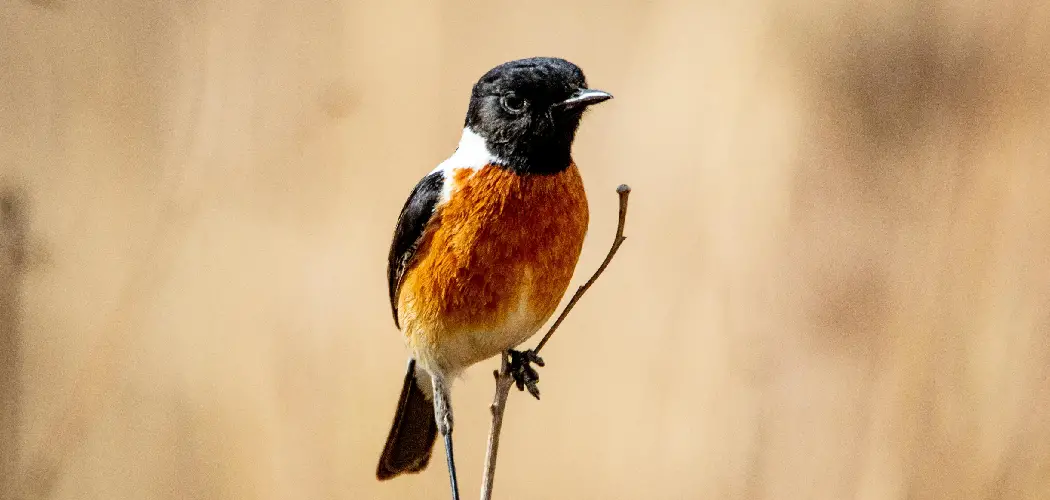 Stonechat Spiritual Meaning, Symbolism and Totem