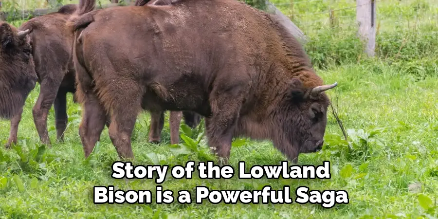 Story of the Lowland Bison is a Powerful Saga