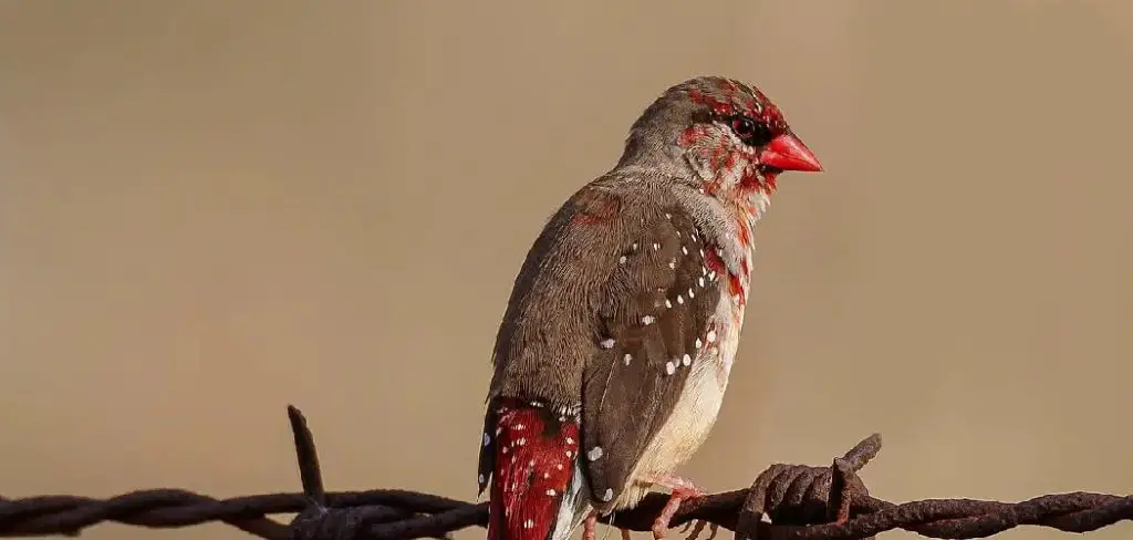 Strawberry Finch Spiritual Meaning, Symbolism and Totem