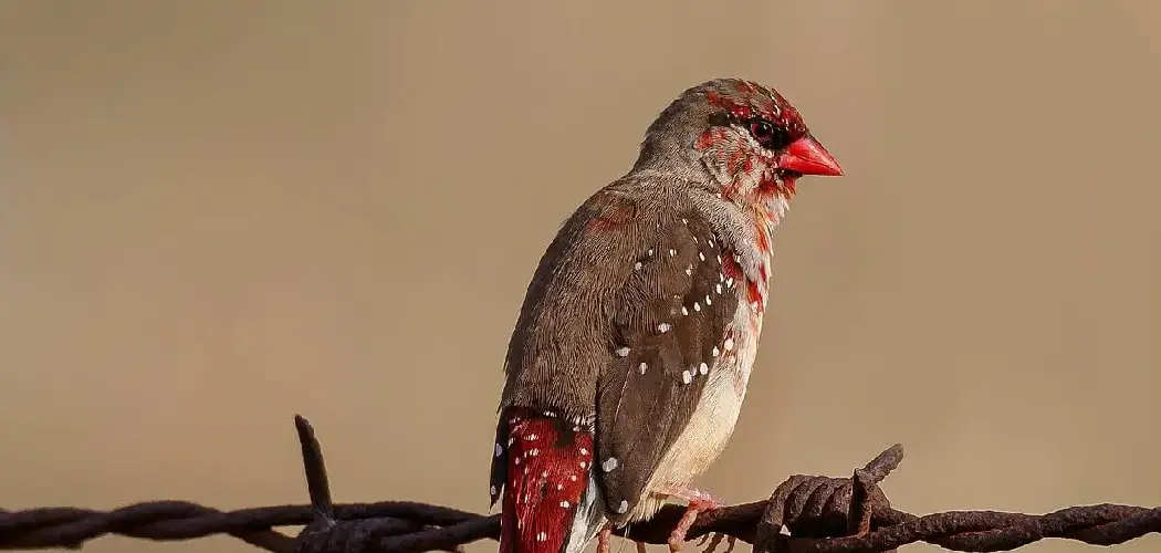 Strawberry Finch Spiritual Meaning, Symbolism and Totem