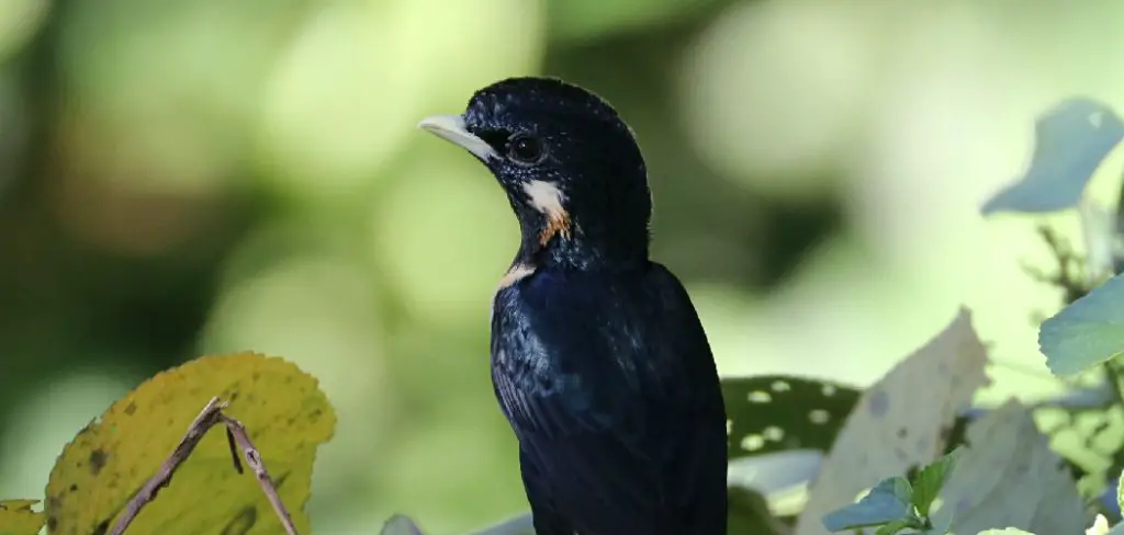Sulawesi Myna Spiritual Meaning