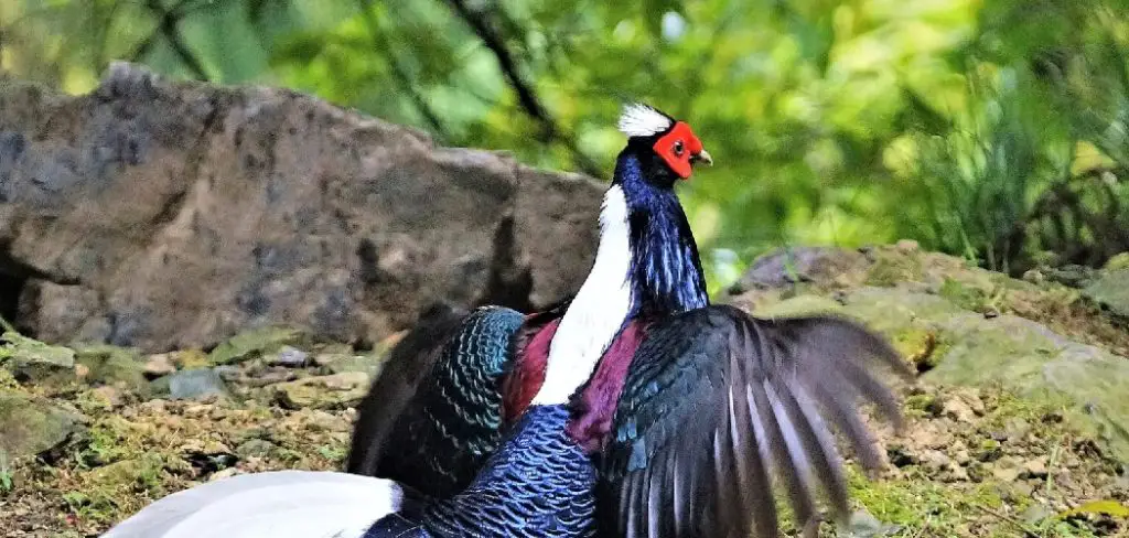 Swinhoe’s Pheasant Spiritual Meaning, Symbolism and Totem