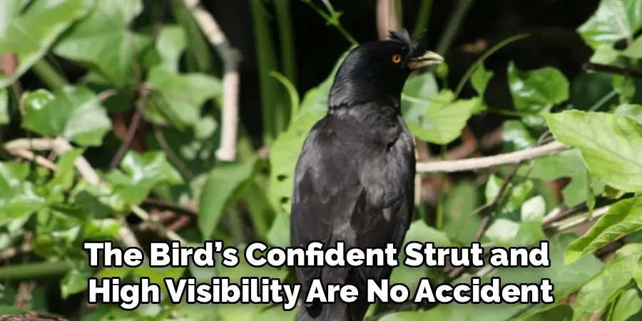 The Bird’s Confident Strut and 
High Visibility Are No Accident