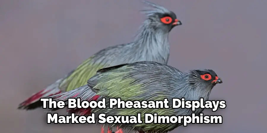The Blood Pheasant Displays
Marked Sexual Dimorphism