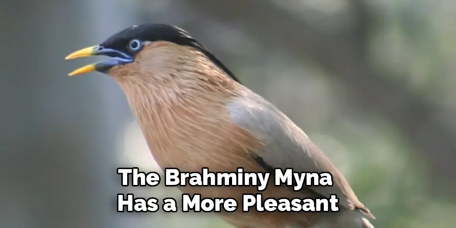 The Brahminy Myna 
Has a More Pleasant