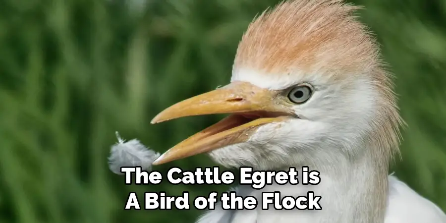 The Cattle Egret is
A Bird of the Flock