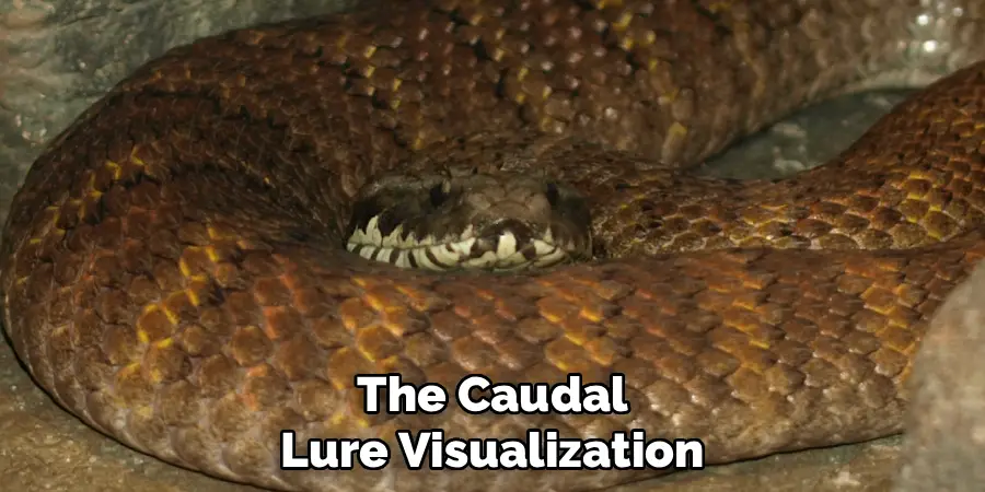 The Caudal Lure Visualization