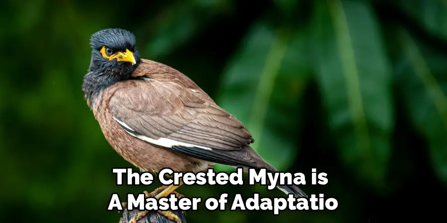 The Crested Myna is 
A Master of Adaptatio