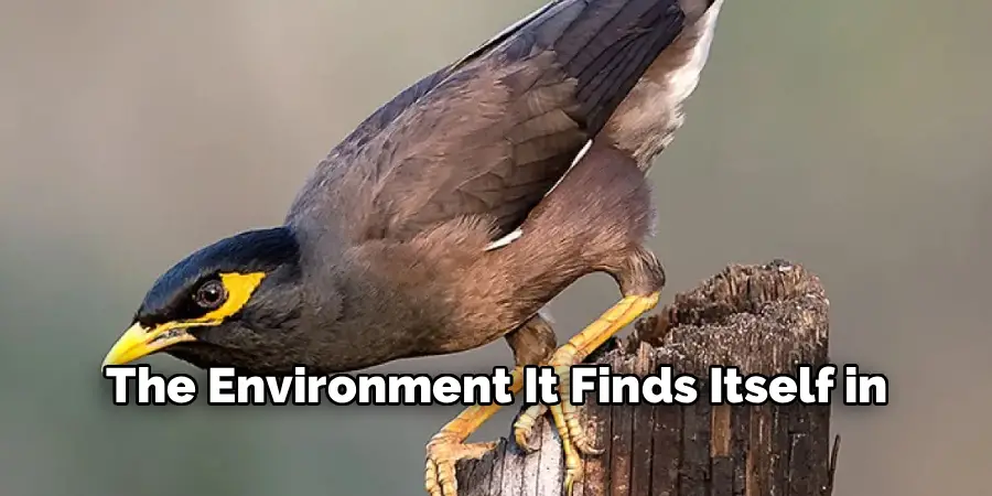 The Environment It Finds Itself in