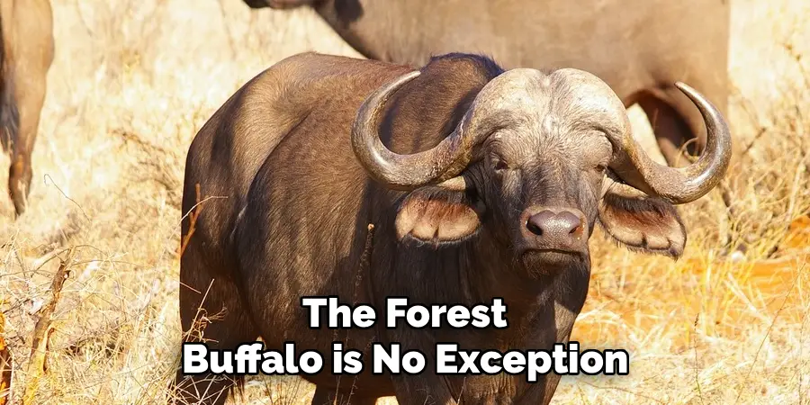 The Forest
Buffalo is No Exception