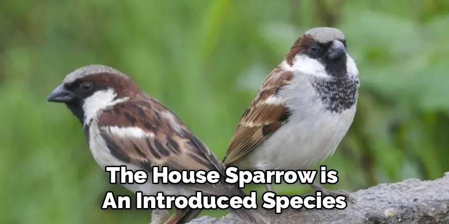 The House Sparrow is 
An Introduced Species