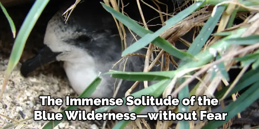 The Immense Solitude of the 
Blue Wilderness—without Fear