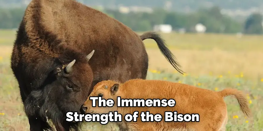 The Immense
Strength of the Bison