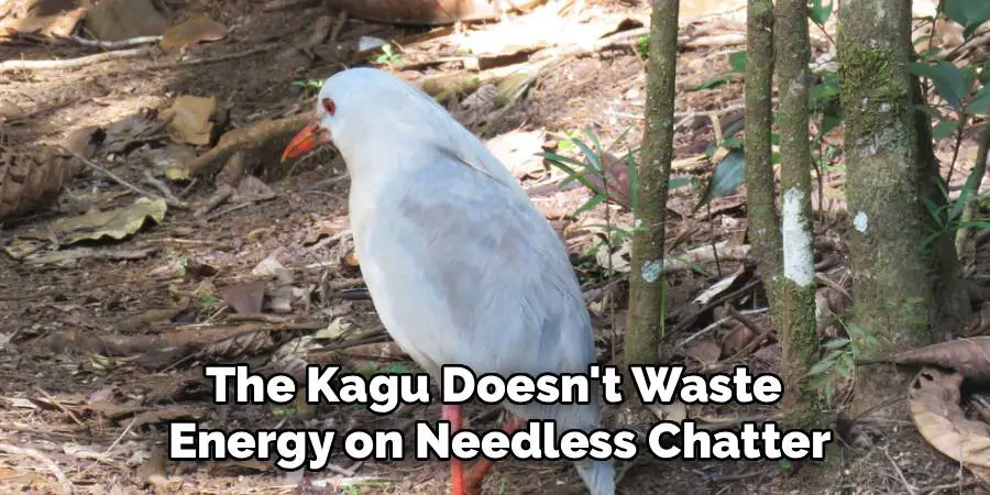The Kagu Doesn't Waste
Energy on Needless Chatter
