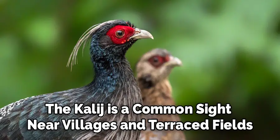 The Kalij is a Common Sight
Near Villages and Terraced Fields
