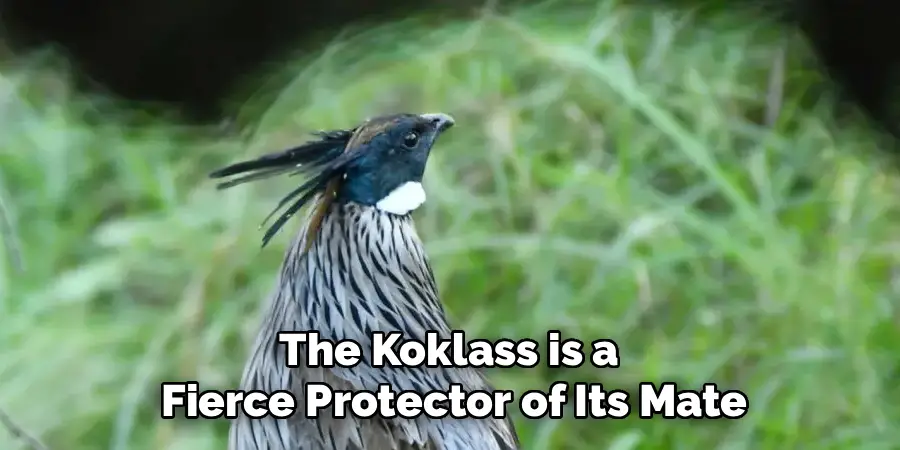 The Koklass is a 
Fierce Protector of Its Mate