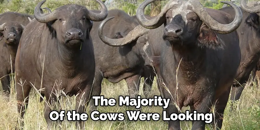 The Majority Of the Cows Were Looking