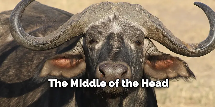 The Middle of the Head