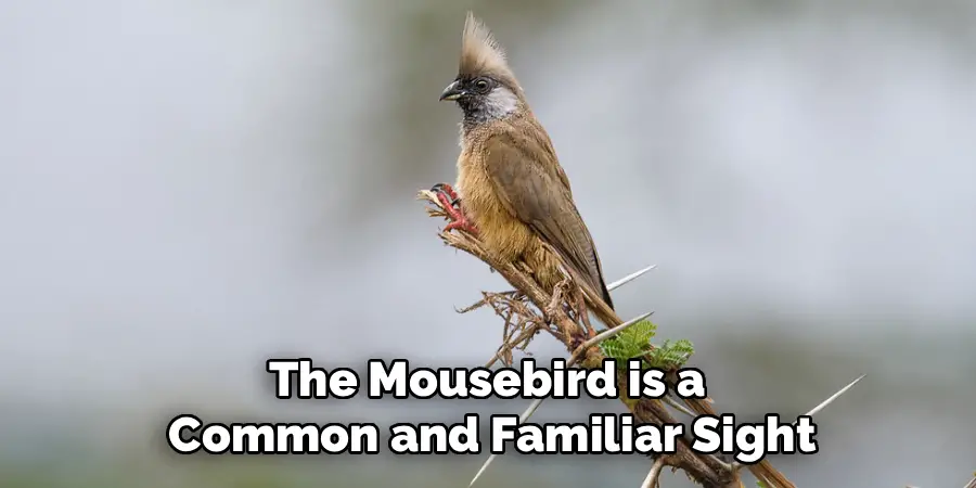 The Mousebird is a 
Common and Familiar Sight