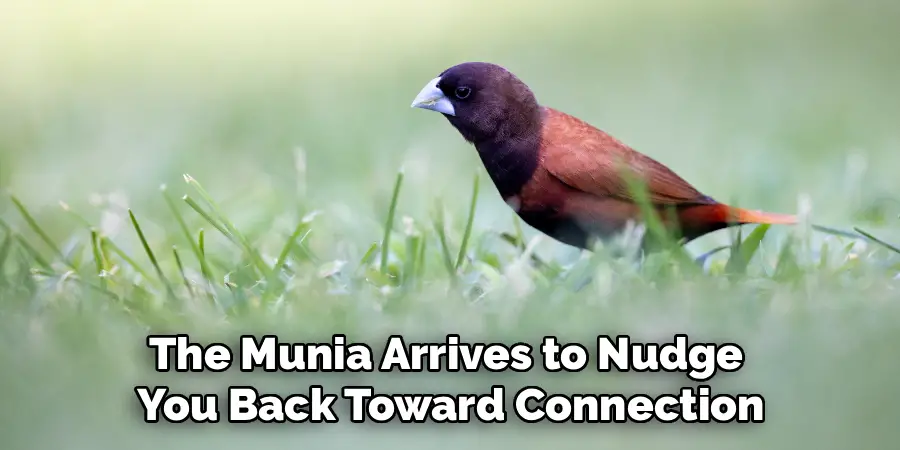 The Munia Arrives to Nudge 
You Back Toward Connection