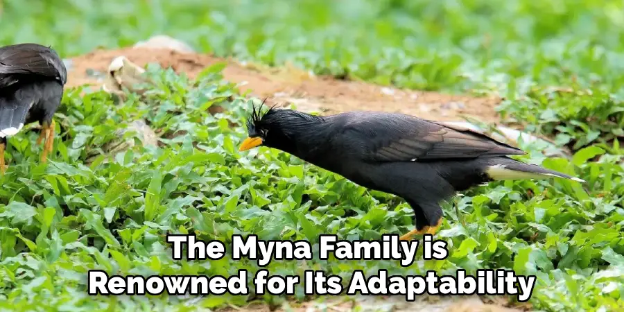 The Myna Family is
Renowned for Its Adaptability