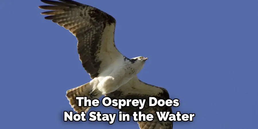The Osprey Does
Not Stay in the Water