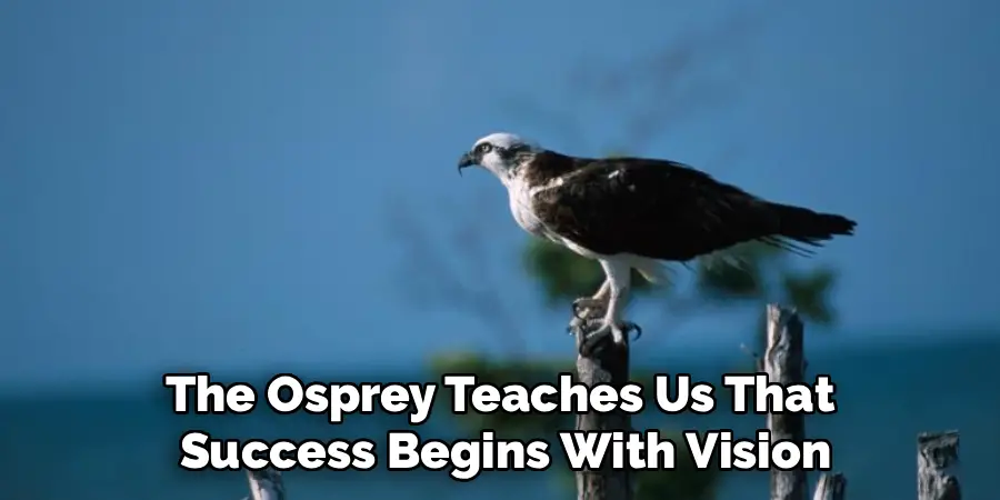 The Osprey Teaches Us That
Success Begins With Vision