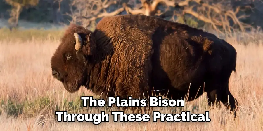 The Plains Bison
Through These Practical