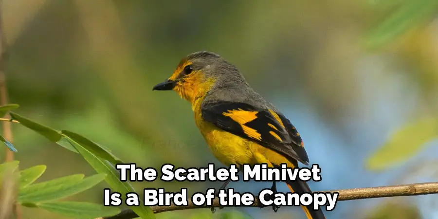 The Scarlet Minivet 
Is a Bird of the Canopy