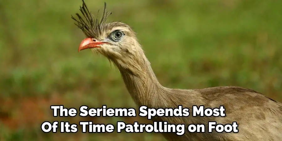 The Seriema Spends Most 
Of Its Time Patrolling on Foot