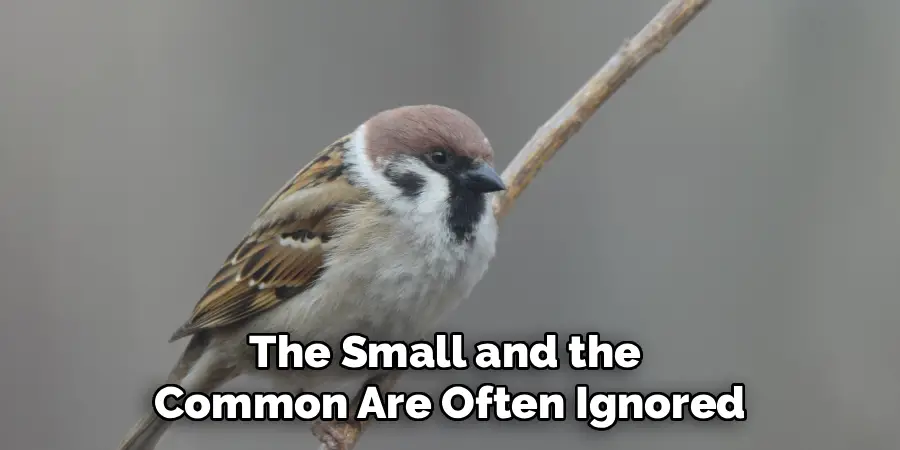 The Small and the
Common Are Often Ignored