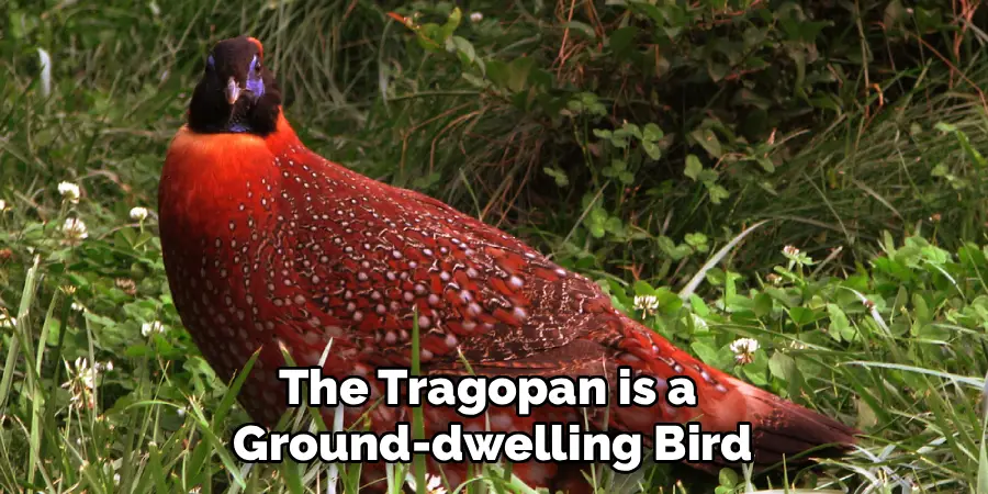 The Tragopan is a 
Ground-dwelling Bird