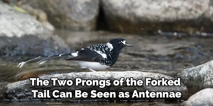 The Two Prongs of the Forked 
Tail Can Be Seen as Antennae