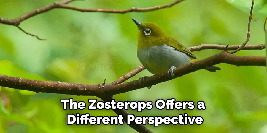 The Zosterops Offers a 
Different Perspective