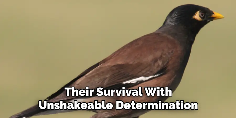 Their Survival With
Unshakeable Determination