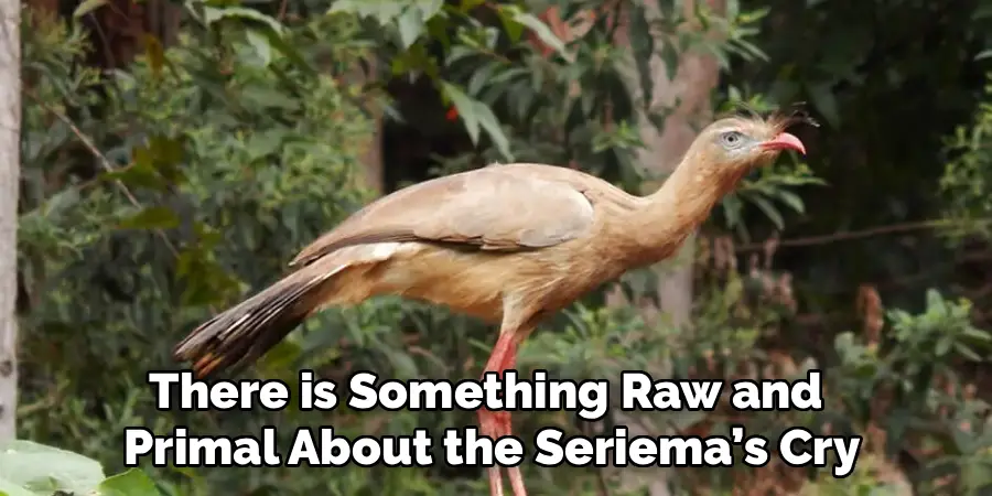 There is Something Raw and 
Primal About the Seriema’s Cry