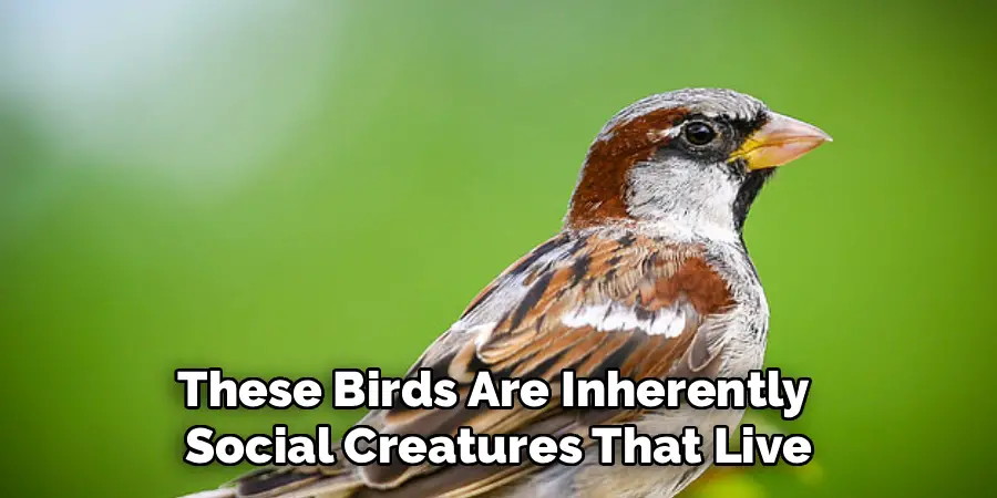 These Birds Are Inherently
Social Creatures That Live