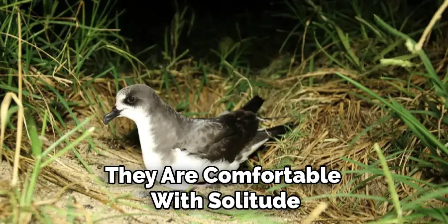 They Are Comfortable 
With Solitude