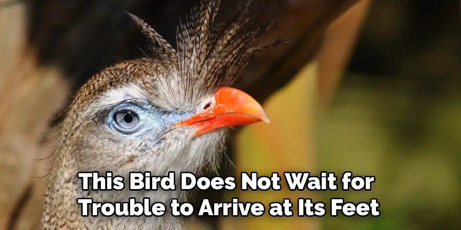 This Bird Does Not Wait for 
Trouble to Arrive at Its Feet