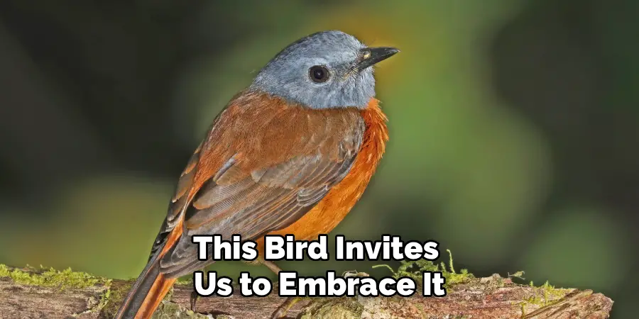 This Bird Invites 
Us to Embrace It