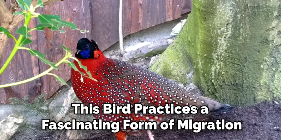 This Bird Practices a 
Fascinating Form of Migration