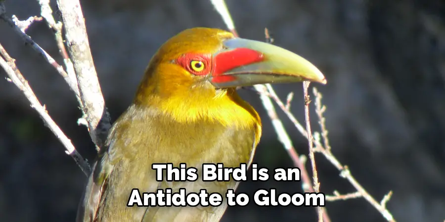 This Bird is an
Antidote to Gloom