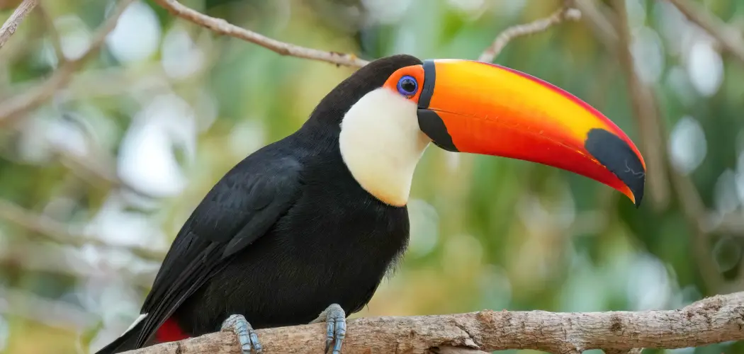 Toco Toucan Spiritual Meaning, Symbolism and Totem