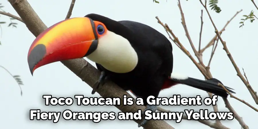 Toco Toucan is a Gradient of
Fiery Oranges and Sunny Yellows