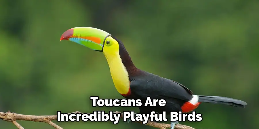Toucans Are 
Incredibly Playful Birds