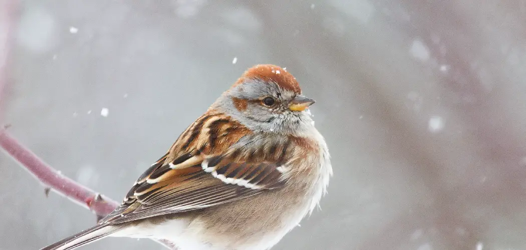 Tree Sparrow Spiritual Meaning, Symbolism and Totem